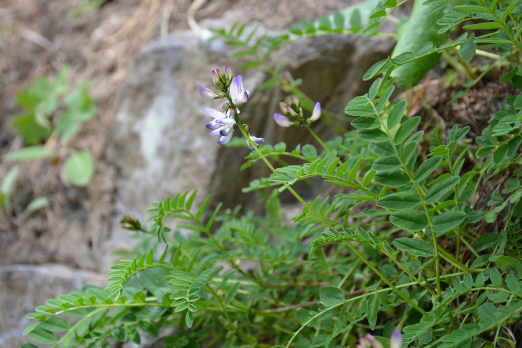 Astragalus alpinus / Astragalo alpino